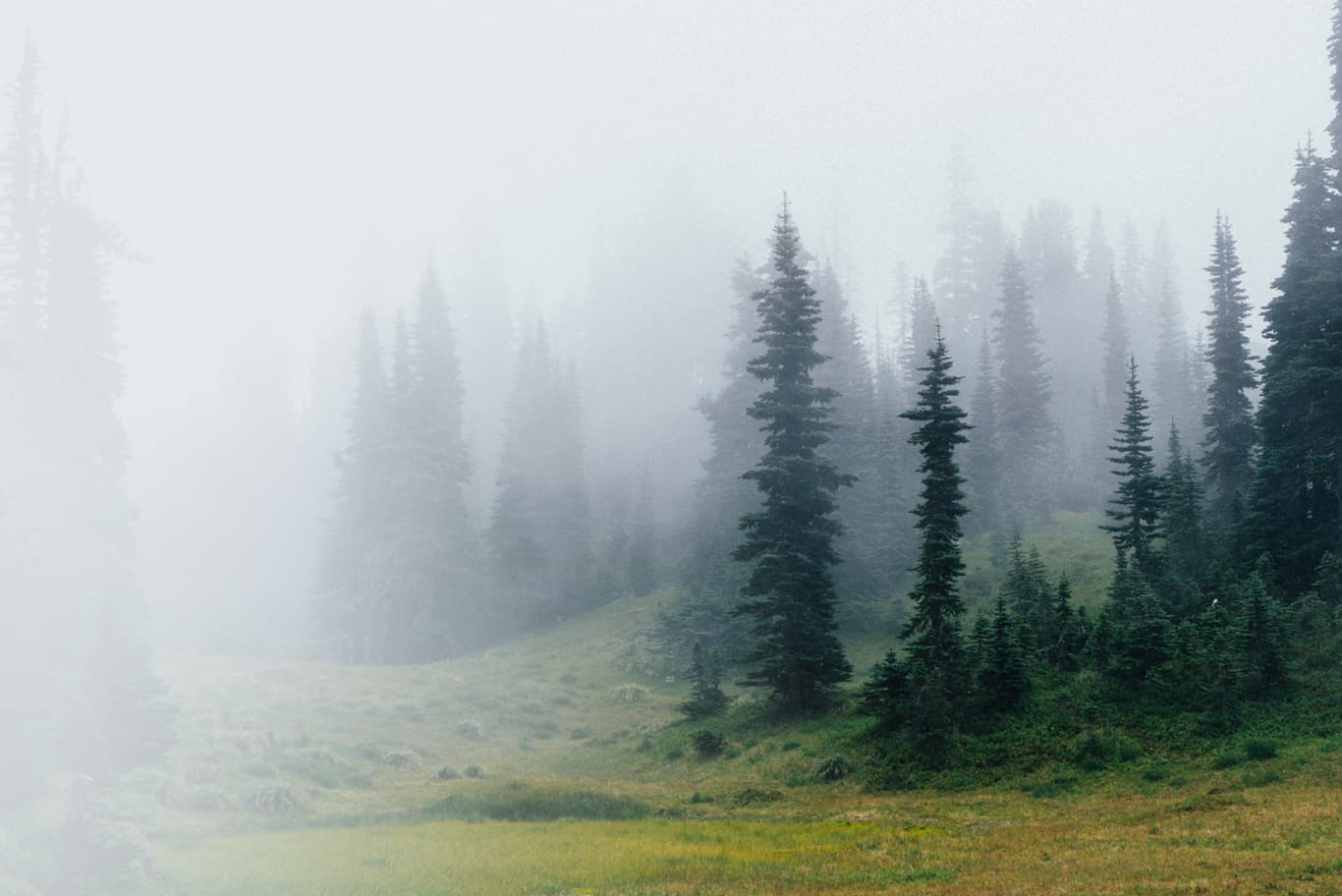 Scenic View Of Trees Growing In Forest During Foggy Weather