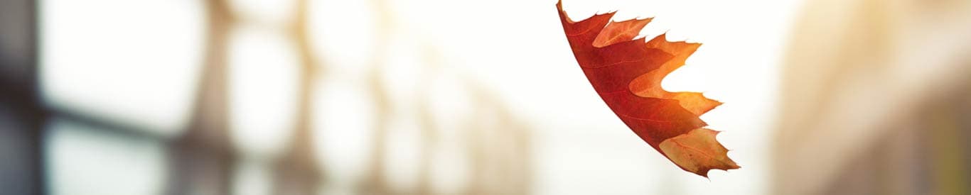 single orange leaf blowing in the wind